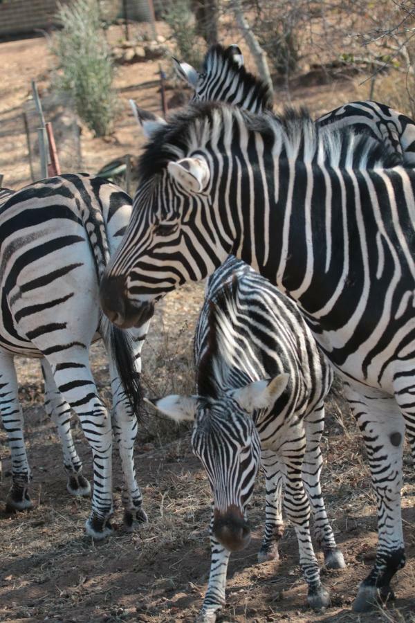 Njiri Lodge - Your Part Of Africa Marloth Park Exterior photo